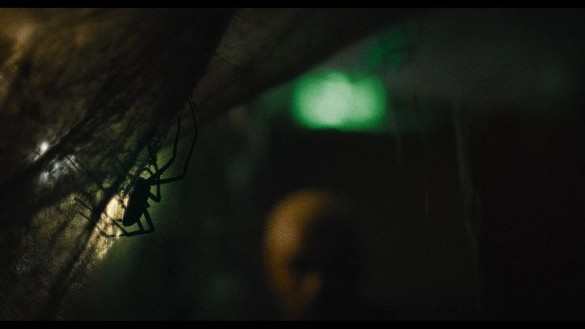 Infestação: thriller com aranha gigantes estreia em julho