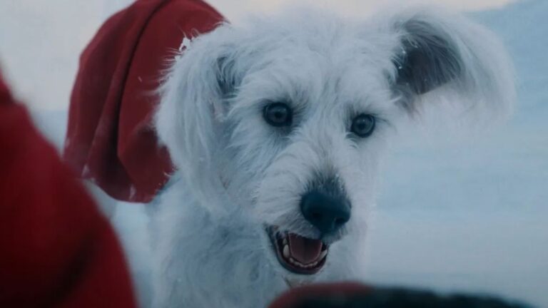 Krypto ganhará série de curtas, confirma James Gunn